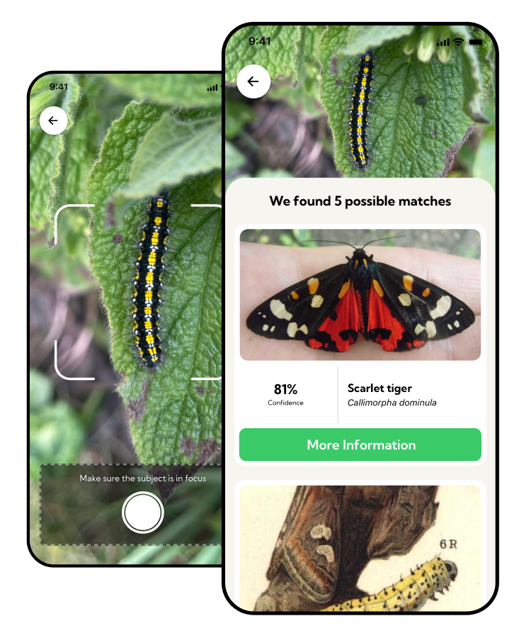 Species Idenitification